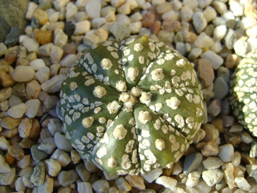 Astrophytum asterias cv. Super Kabuto