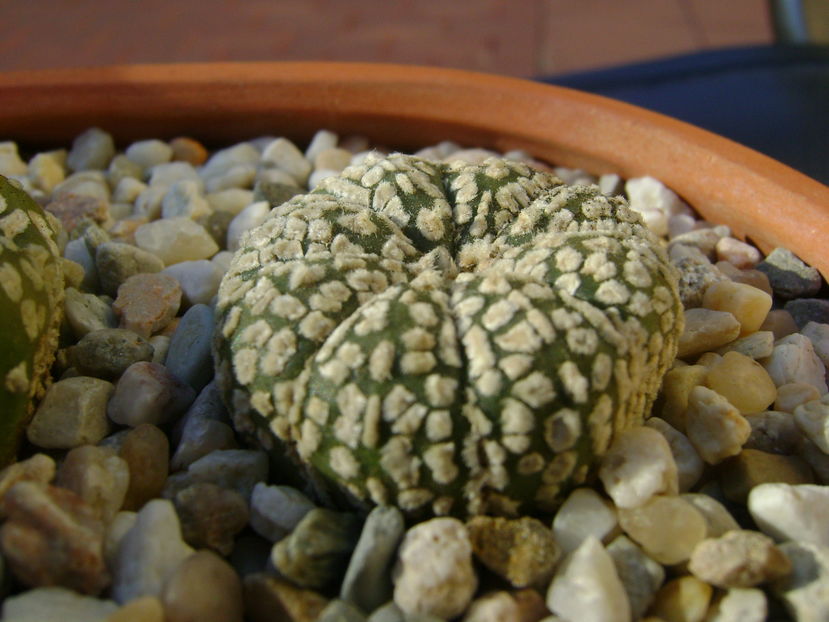 Astrophytum asterias cv. Super Kabuto