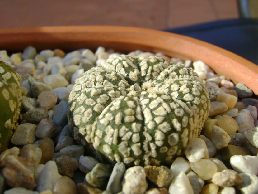 Astrophytum asterias cv. Super Kabuto