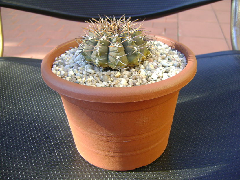 Gymnocalycium ochoterenae v. cinereum