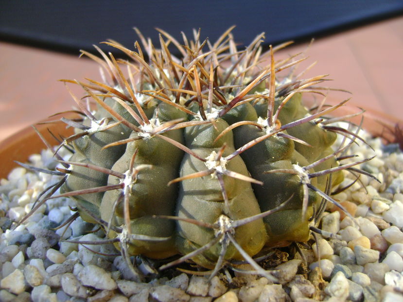 Gymnocalycium ochoterenae v. cinereum