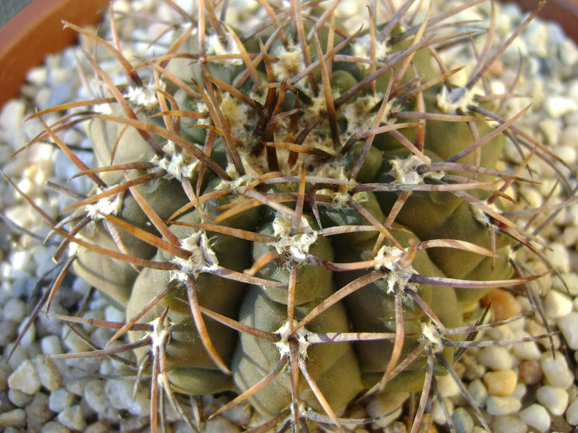 Gymnocalycium ochoterenae v. cinereum