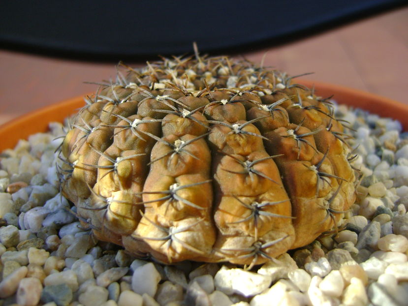Gymnocalycium obductum