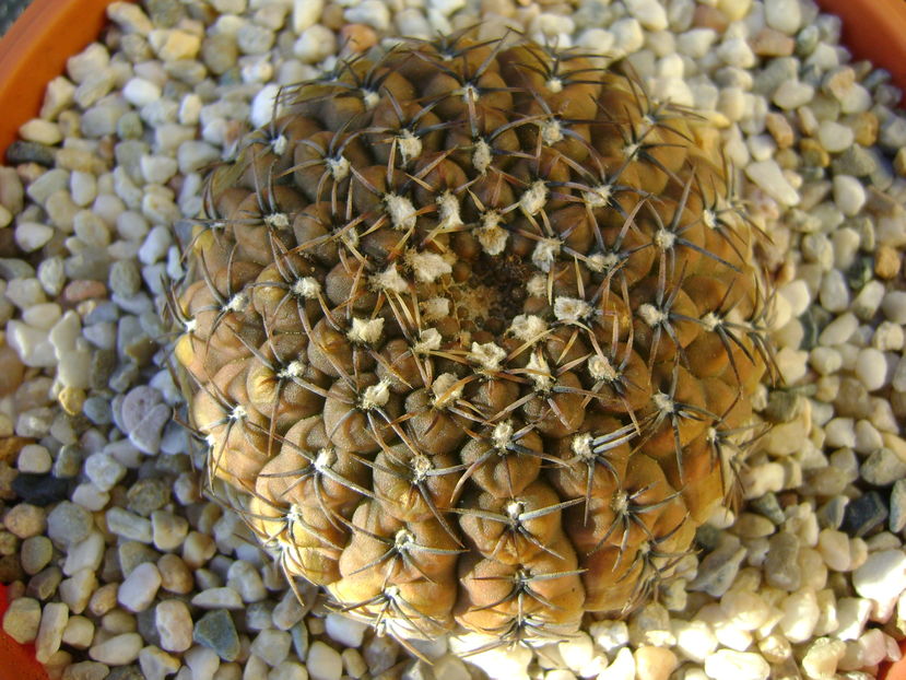 Gymnocalycium obductum