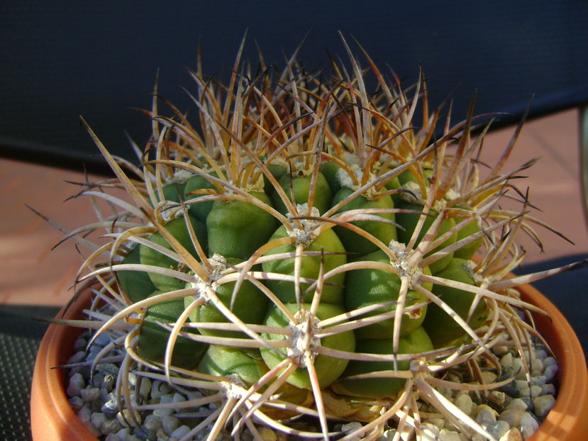 Gymnocalycium zegarrae