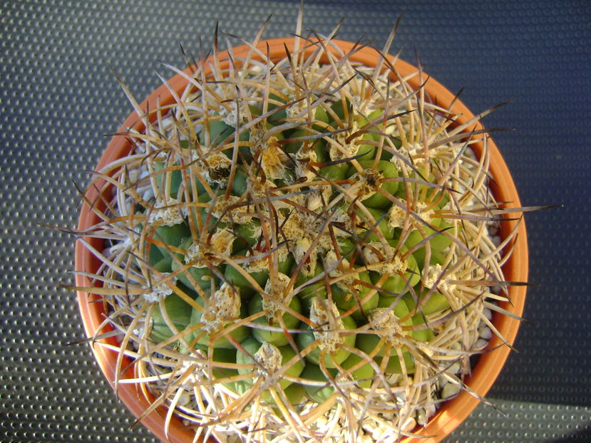 Gymnocalycium zegarrae