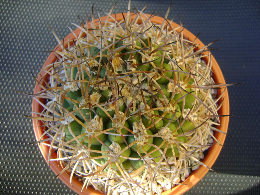 Gymnocalycium zegarrae