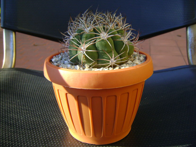Gymnocalycium saglionis longispinus
