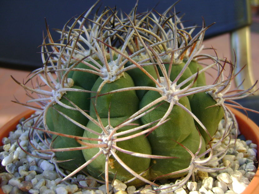 Gymnocalycium saglionis longispinus