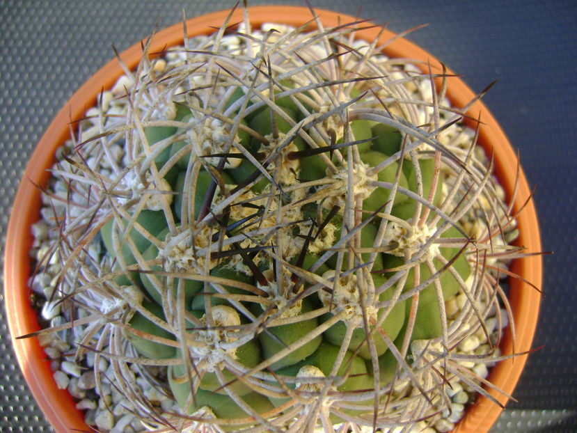 Gymnocalycium saglionis longispinus