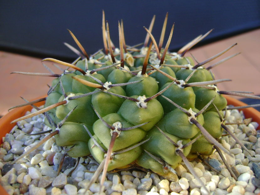 Gymnocalycium schroederianum ssp. paucicostatum