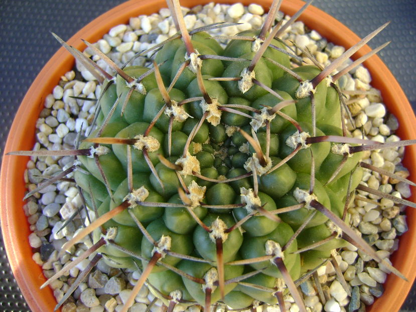 Gymnocalycium schroederianum ssp. paucicostatum