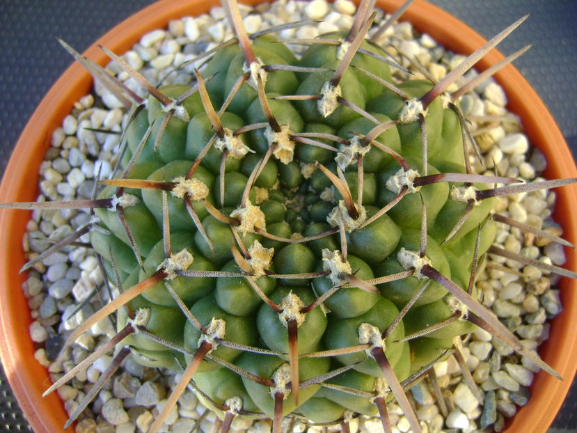 Gymnocalycium schroederianum ssp. paucicostatum