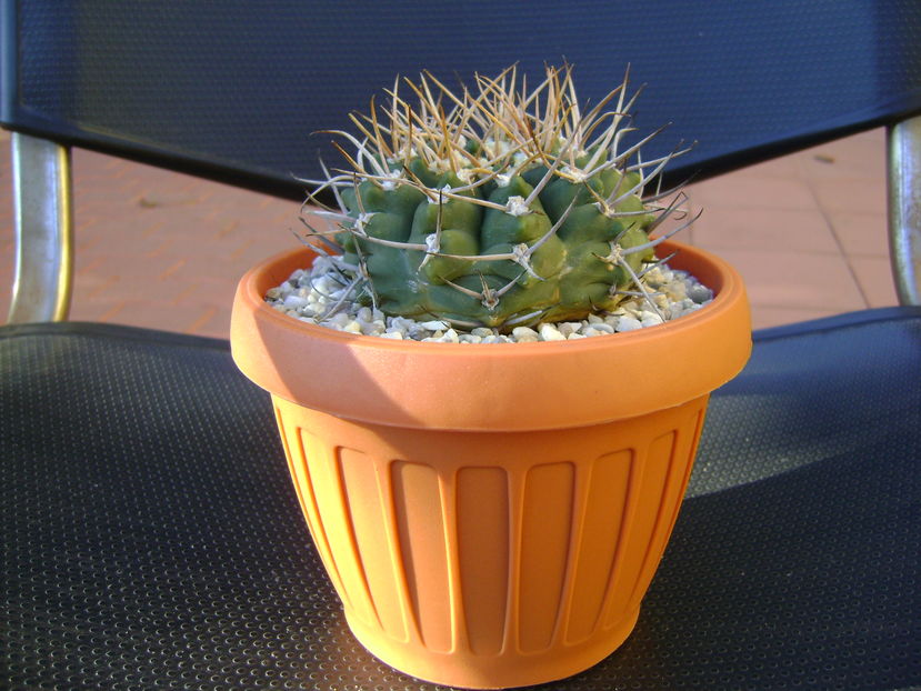 Gymnocalycium intermedium