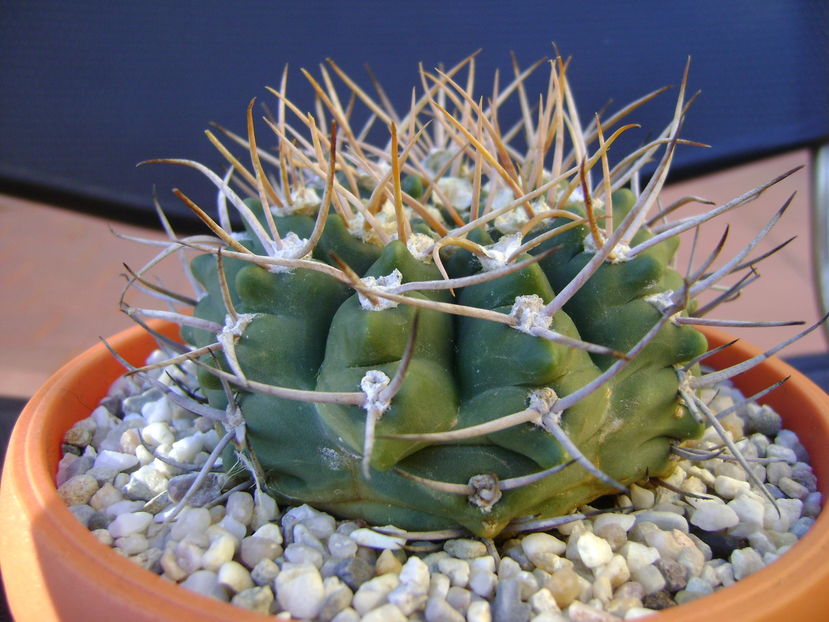 Gymnocalycium intermedium