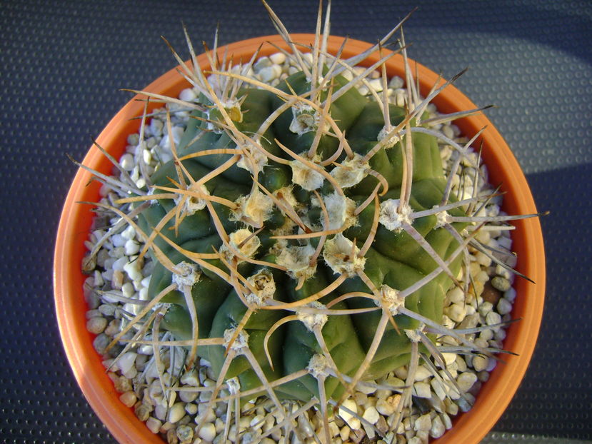 Gymnocalycium intermedium