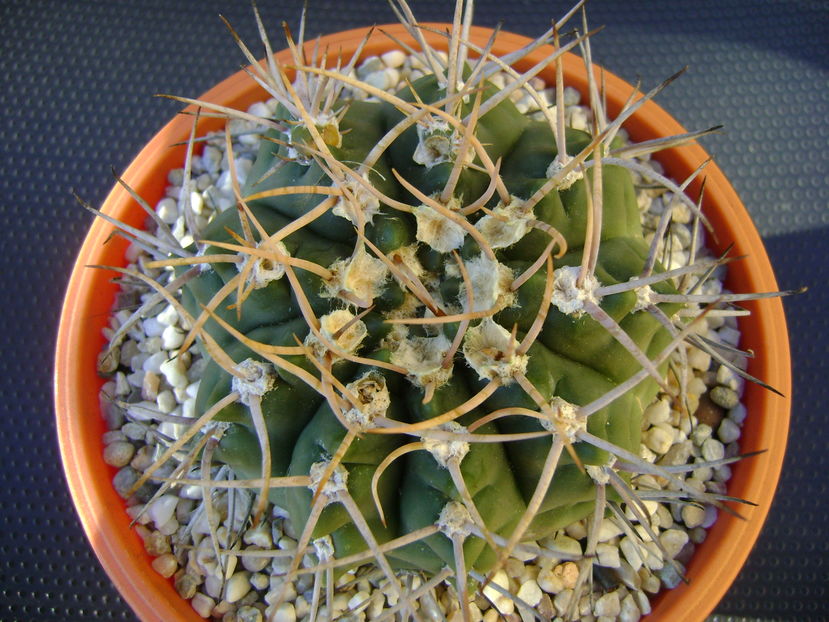 Gymnocalycium intermedium