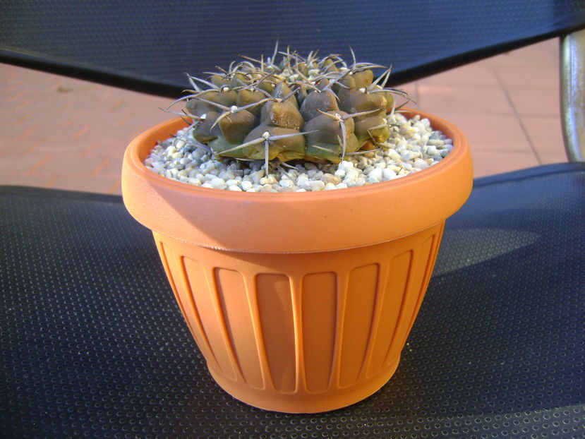 Gymnocalycium vatteri