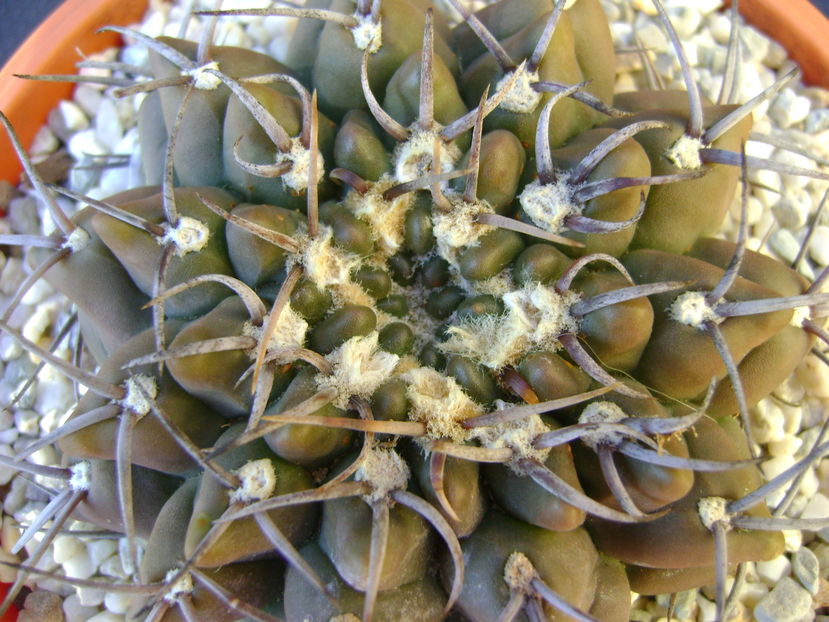 Gymnocalycium vatteri