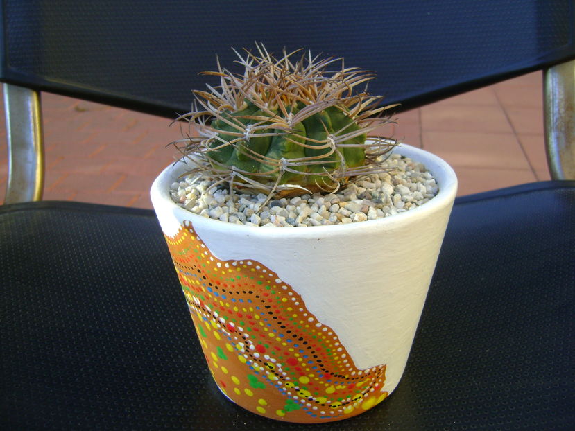 Gymnocalycium hossei (G. guanchinense)