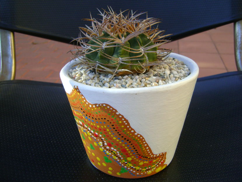 Gymnocalycium hossei (G. guanchinense)