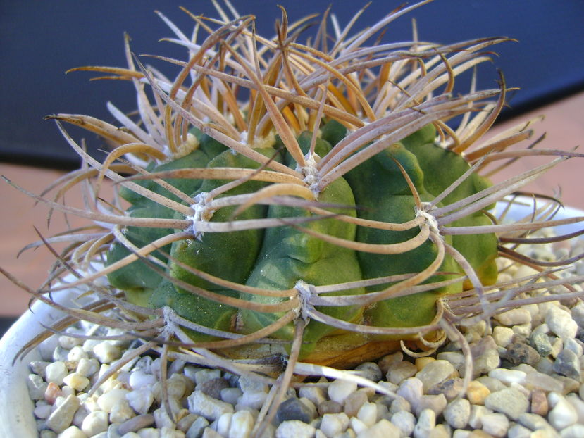 Gymnocalycium hossei (G. guanchinense)