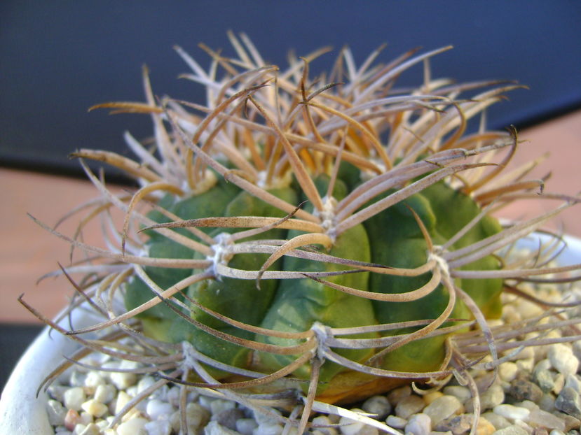 Gymnocalycium hossei (G. guanchinense)