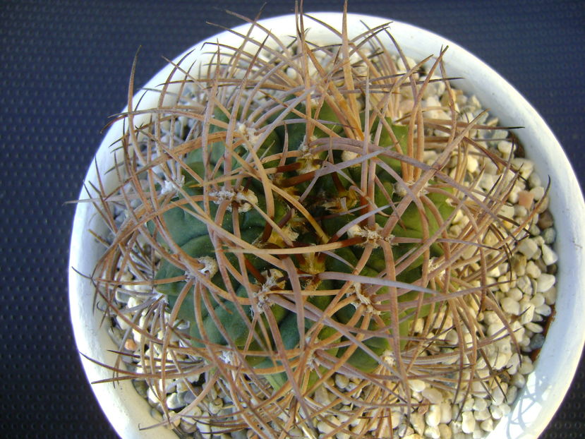 Gymnocalycium hossei (G. guanchinense)