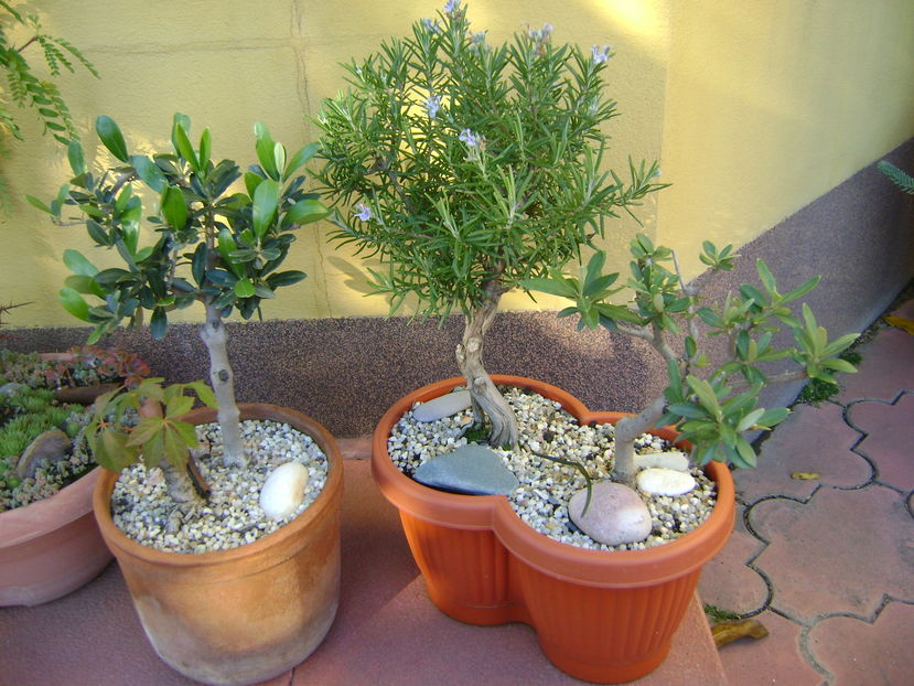 Rozmarin inflorit & 2 Maslini bonsai & Iedera