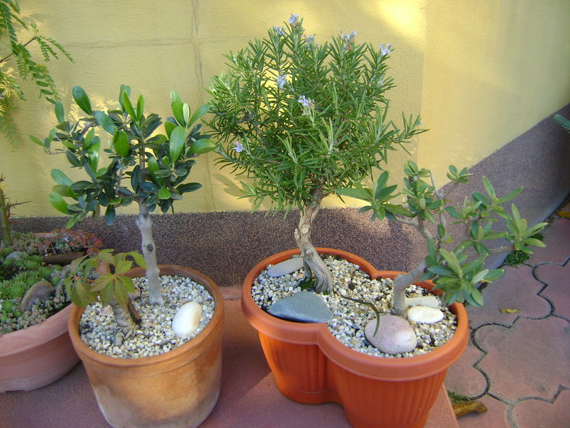 Rozmarin inflorit & 2 Maslini bonsai & Iedera