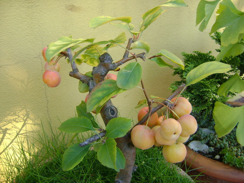 Mar decorativ