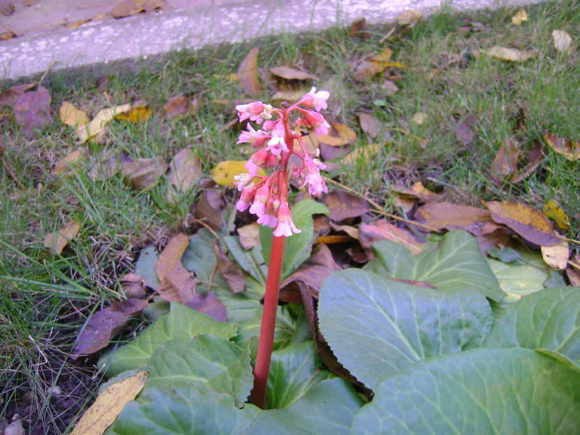 Bergenia cordifolia; a 2-a inflorire
