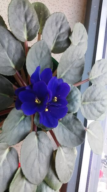  - violete