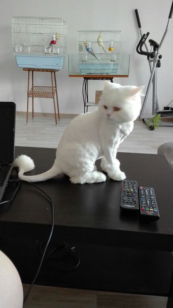 IMG-20160710-WA0004 - Musette