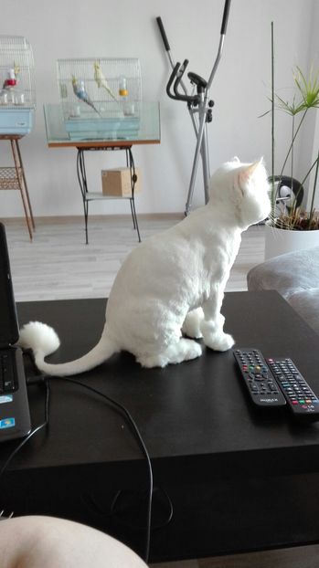 IMG-20160710-WA0007 - Musette