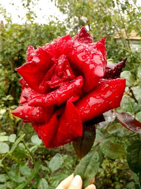 14615626_1044982038981623_814296935872342201_o - 0 TRANDAFIRI 2016