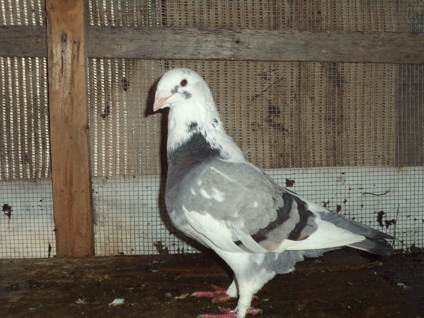 F.15