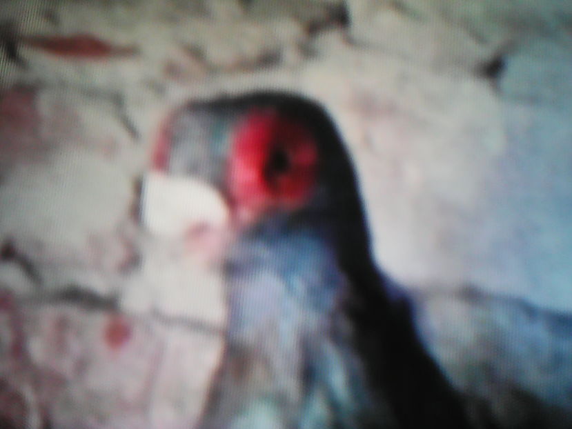  - B E R B E R I  ---    BARBS  PIGEONS