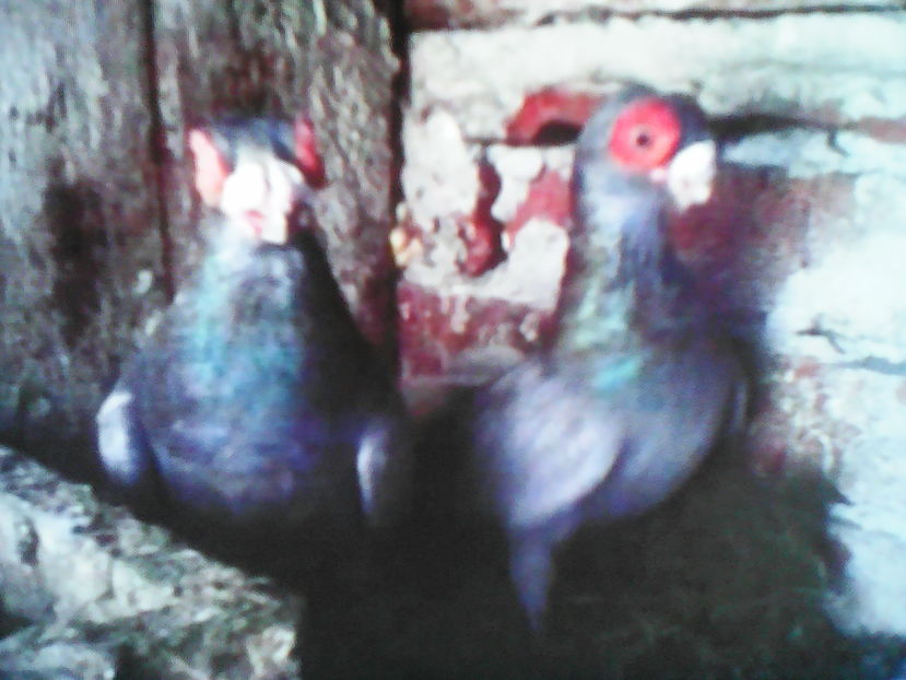  - B E R B E R I  ---    BARBS  PIGEONS