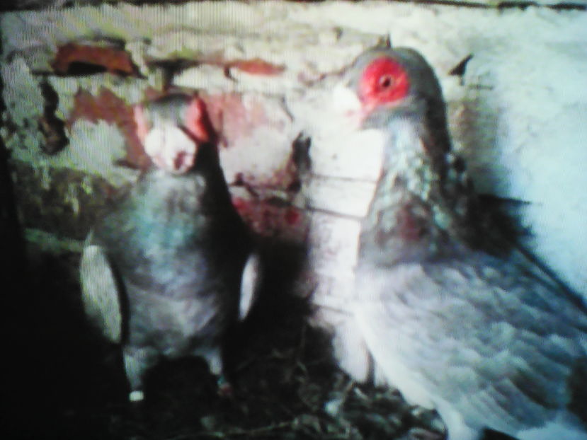  - B E R B E R I  ---    BARBS  PIGEONS