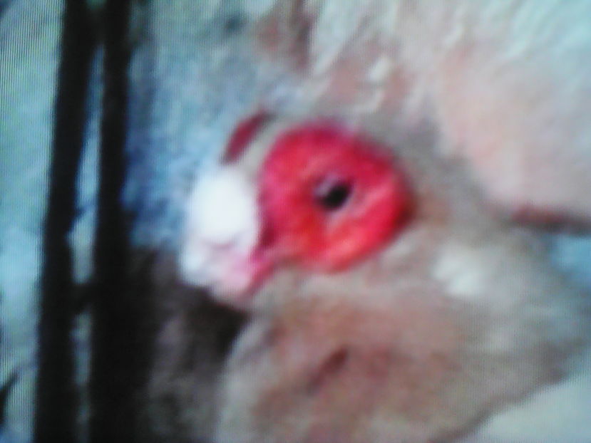  - B E R B E R I  ---    BARBS  PIGEONS