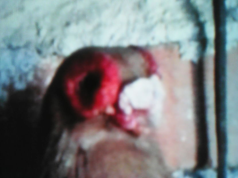  - B E R B E R I  ---    BARBS  PIGEONS