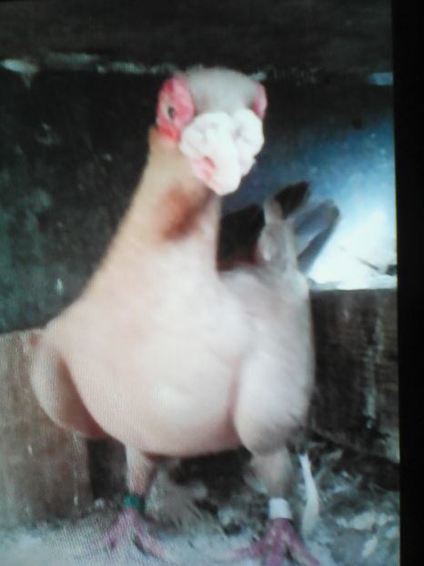  - B E R B E R I  ---    BARBS  PIGEONS