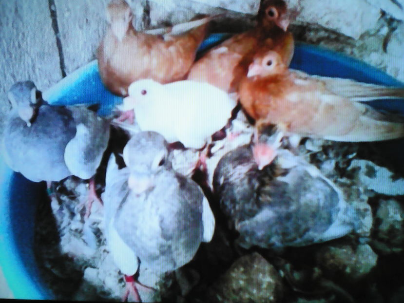 PUI  BERBERI  2016  BEIUS - B E R B E R I  ---    BARBS  PIGEONS