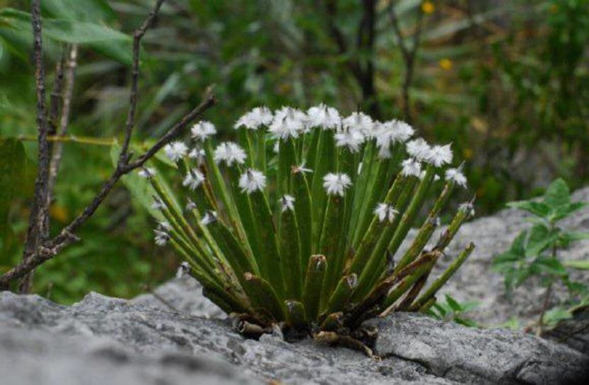 Agave albopilosa - achizitionata