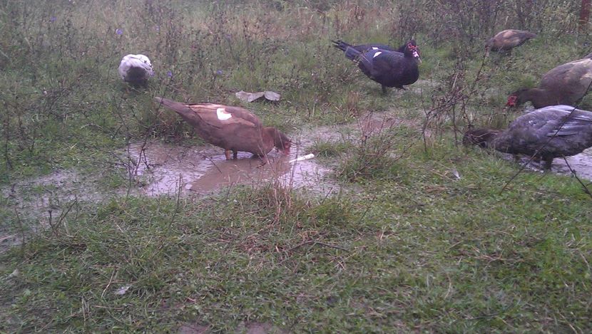 100% 2000robert; Tineret 2016
