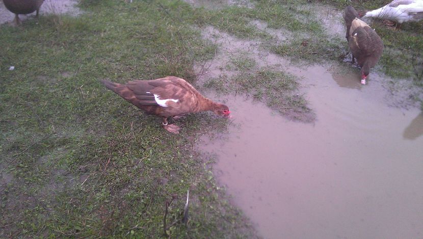 rata 2015 si fiica; Rata ciocolatie participanta la Expo europeana Metz 2015 arbitrata dupa standardul german la care ne raportam. &quot; ca la carte&quot; de arbitri specializati pt palmipede
Punctaj=92
