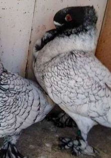 received_1661583384159175