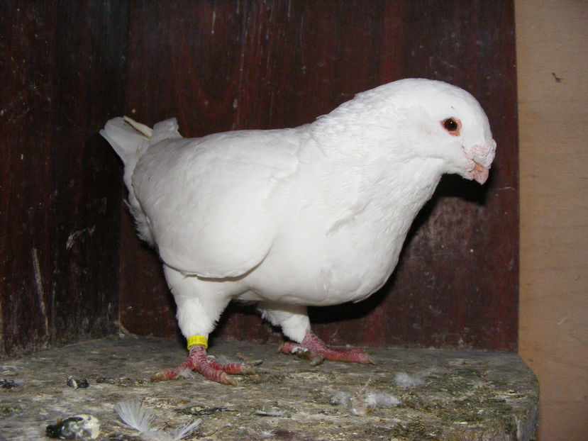 M 2011 VINDUT OCT.2016