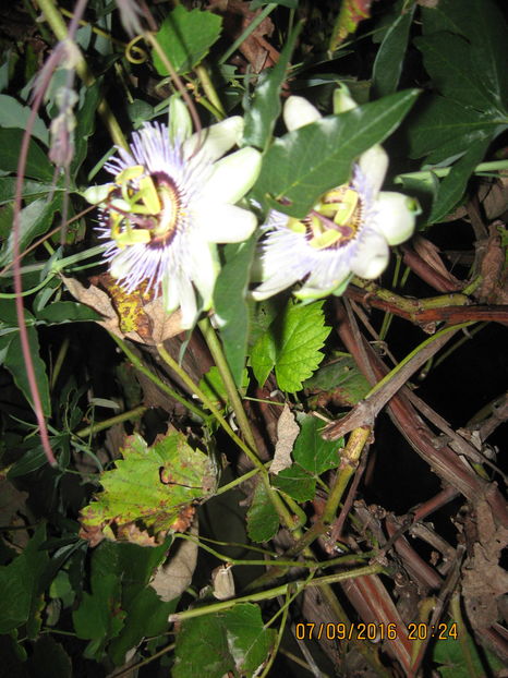 Picture 7169 - Passiflora caerulea